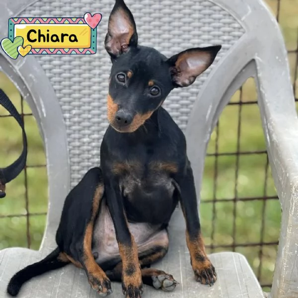 Chiara Pinscher pura 5 mesi cerca casa  dolce e vivace