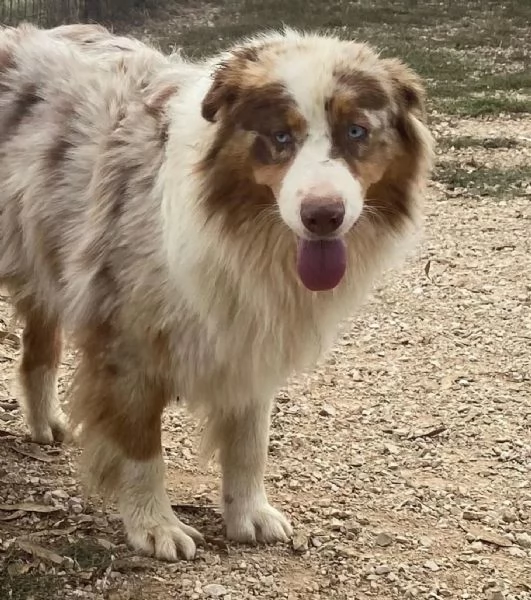 Ade  Pastore Australiano 4 anni cerca casa  in adozione | Foto 0