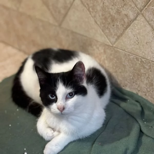 ICE dolce gattino bianco e nero cerca casa  | Foto 0