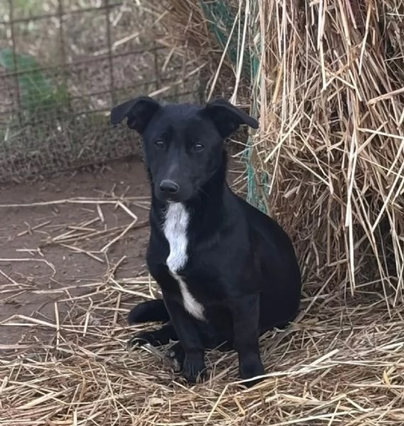 Noir dolce cagnolina 1 anno taglia piccola cerca casa  | Foto 2