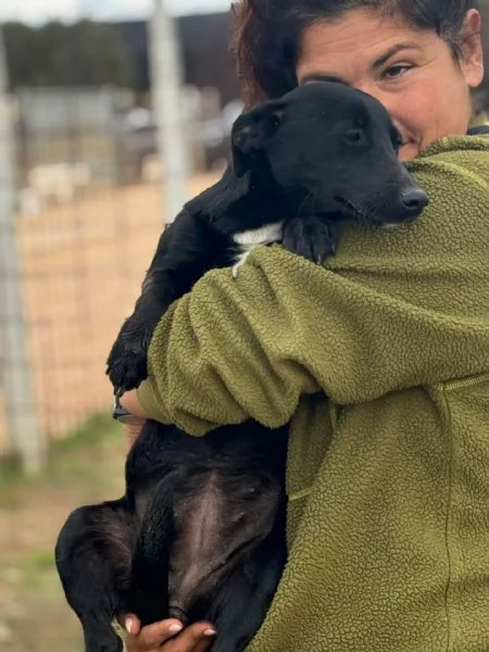 Noir dolce cagnolina 1 anno taglia piccola cerca casa  | Foto 0