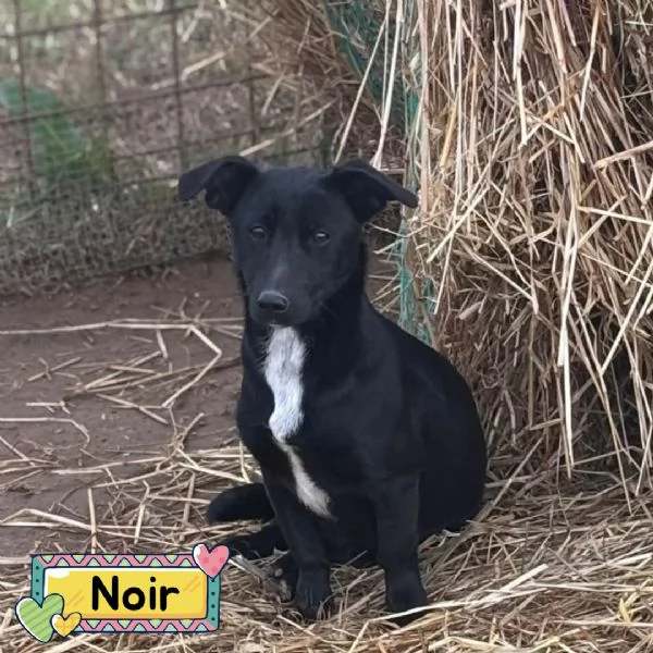 Noir dolce cagnolina 1 anno taglia piccola cerca casa 