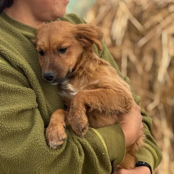 NANCY dolce cucciola 5 mesi taglia piccola cerca casa  in adozione | Foto 3