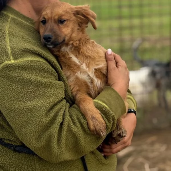 NANCY dolce cucciola 5 mesi taglia piccola cerca casa  in adozione | Foto 2