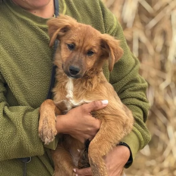 NANCY dolce cucciola 5 mesi taglia piccola cerca casa  in adozione | Foto 1