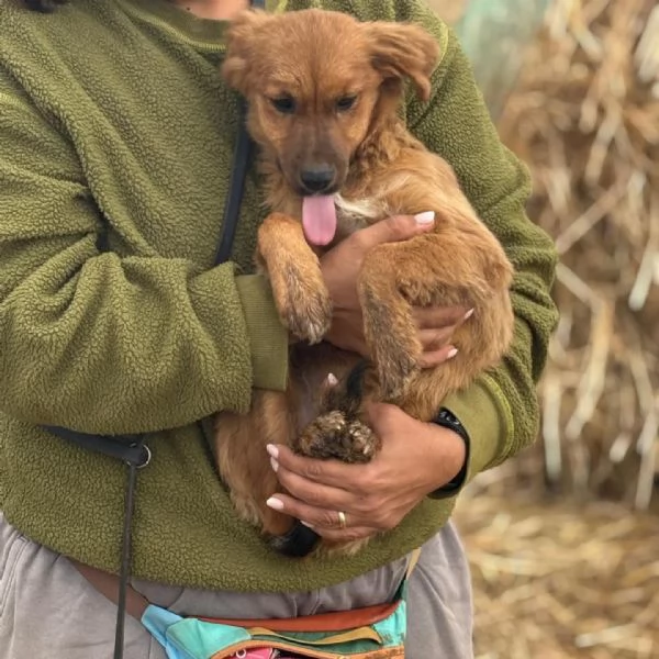 NANCY dolce cucciola 5 mesi taglia piccola cerca casa  in adozione | Foto 0