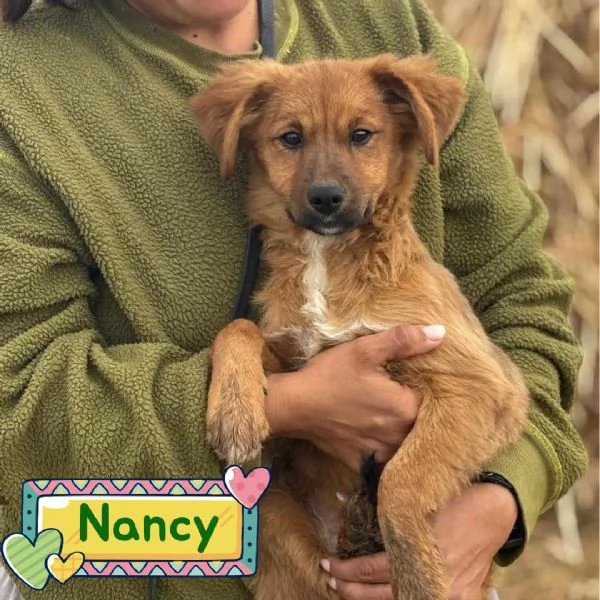 NANCY dolce cucciola 5 mesi taglia piccola cerca casa  in adozione
