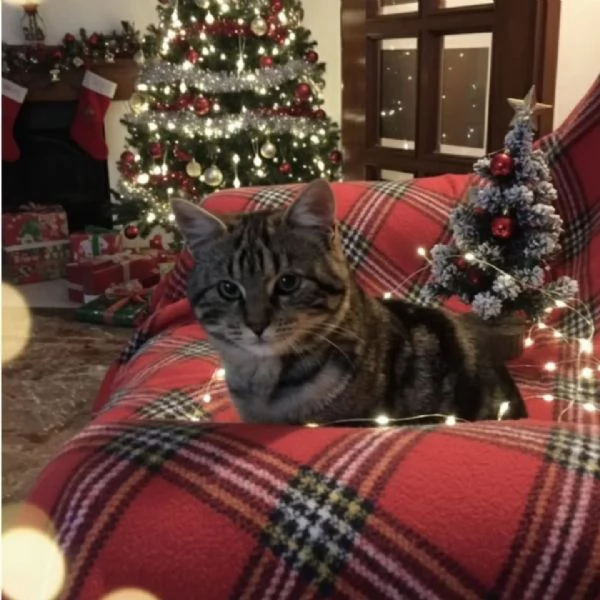 JUDE dolce micina 5 mesi cerca casa per Natale 