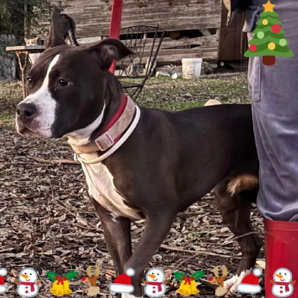 Camilla dolce cucciola amstaff 8 mesi cerca adozione | Foto 0