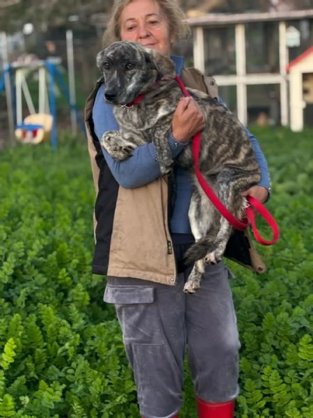 Tigrotta dolce cucciola 10 mesi taglia medio piccola cerca adozione | Foto 0