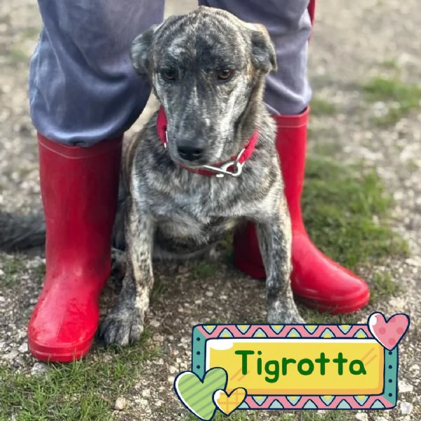 Tigrotta dolce cucciola 10 mesi taglia medio piccola cerca adozione