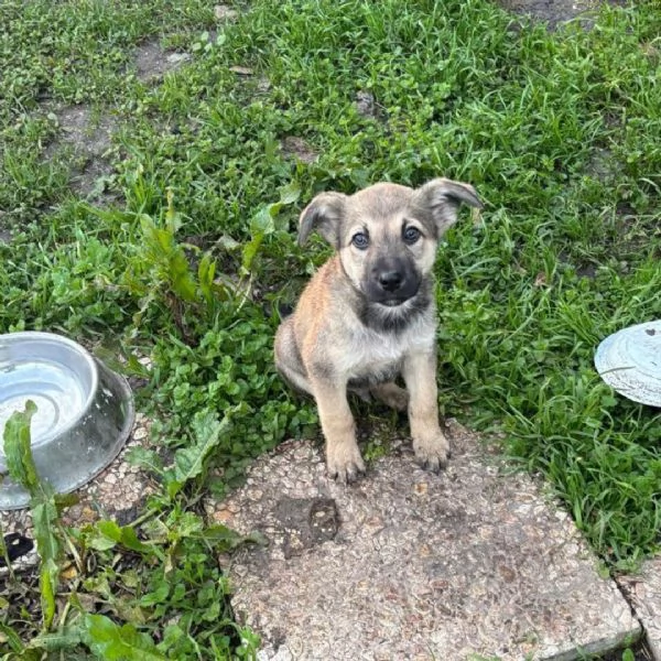 Pepito dolce cucciolo 3 mesi cerca casa  in adozione | Foto 1