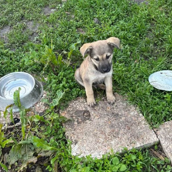 Pepito dolce cucciolo 3 mesi cerca casa  in adozione | Foto 0