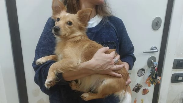 MIA dolce cagnolina taglia mini cerca casa  mix chihuahua | Foto 3