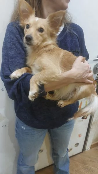 MIA dolce cagnolina taglia mini cerca casa  mix chihuahua | Foto 2