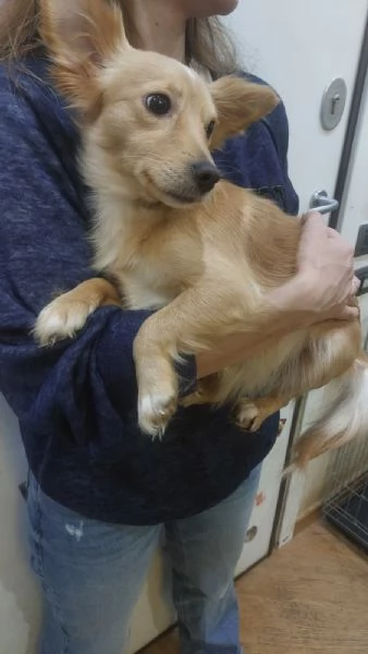 MIA dolce cagnolina taglia mini cerca casa  mix chihuahua | Foto 1