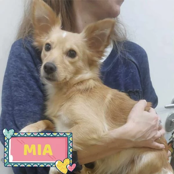 MIA dolce cagnolina taglia mini cerca casa  mix chihuahua