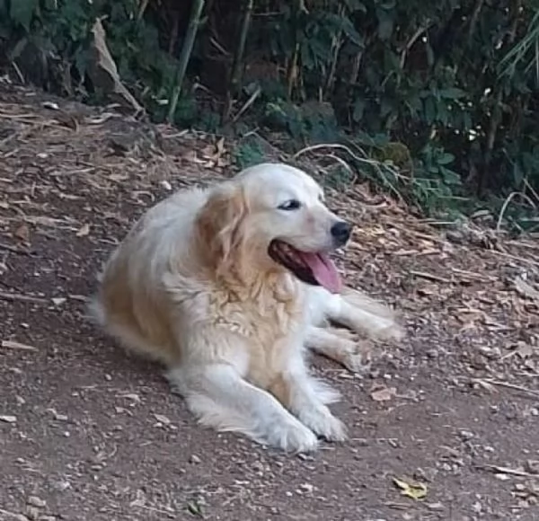 MARY dolcissima golden retriver cerca casa  in adozione  | Foto 3
