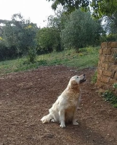 MARY dolcissima golden retriver cerca casa  in adozione  | Foto 2
