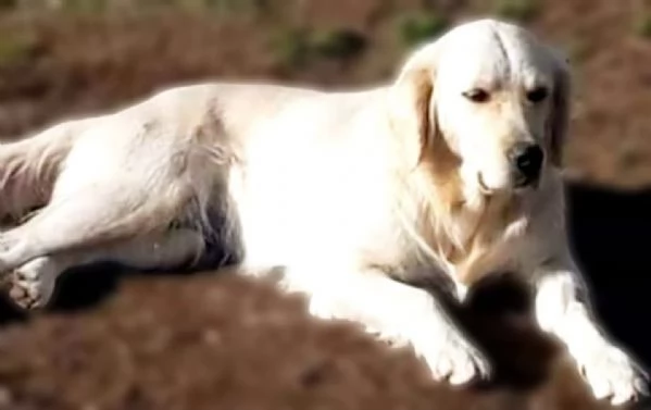 MARY dolcissima golden retriver cerca casa  in adozione  | Foto 1