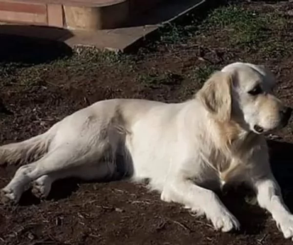 MARY dolcissima golden retriver cerca casa  in adozione  | Foto 0