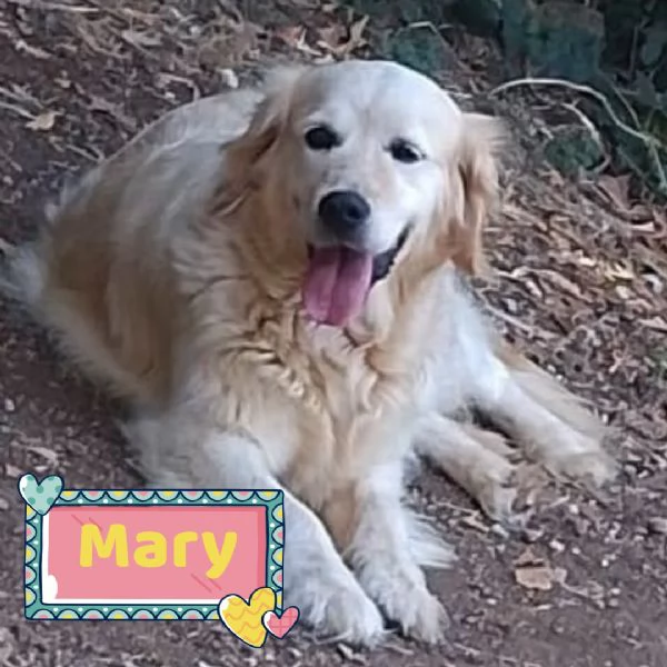 MARY dolcissima golden retriver cerca casa  in adozione 