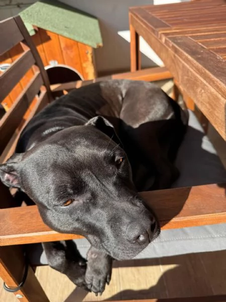SPARTA american pitbull terrier 4 anni cerca casa  in adozione | Foto 3