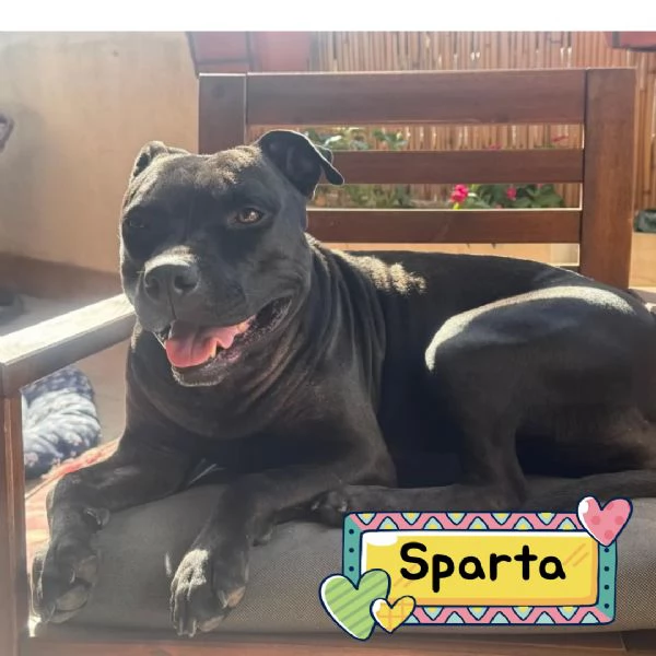 SPARTA american pitbull terrier 4 anni cerca casa  in adozione