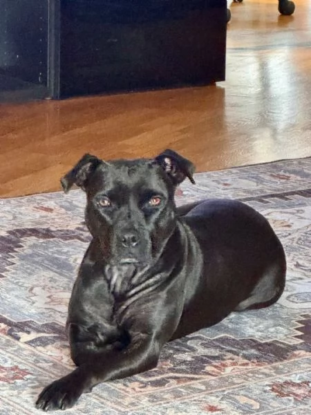 SPARTA american pitbull terrier 4 anni cerca casa  in adozione | Foto 2