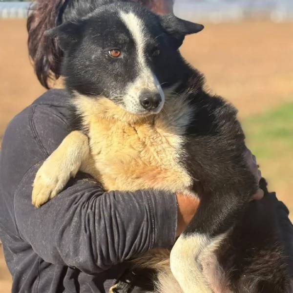 IRMA cane da orso della Carelia cerca casa  in adozione  | Foto 3