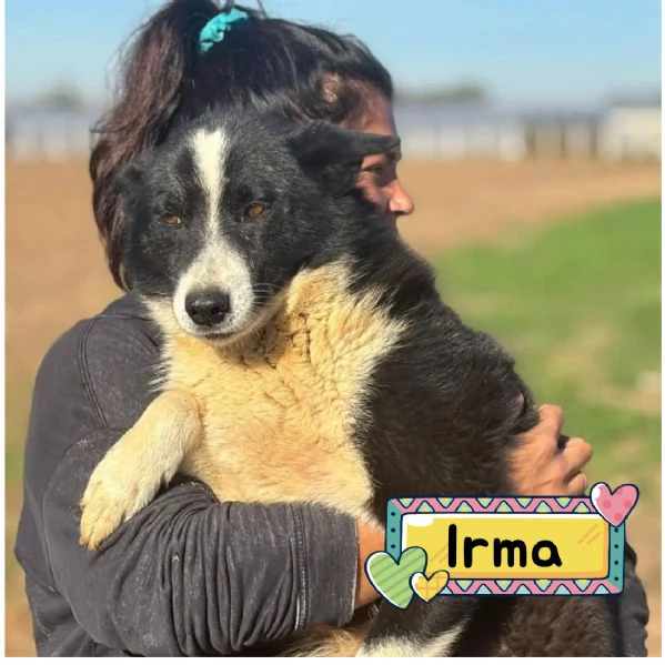 IRMA cane da orso della Carelia cerca casa  in adozione 