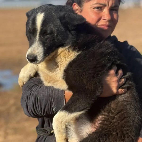IRMA cane da orso della Carelia cerca casa  in adozione  | Foto 1