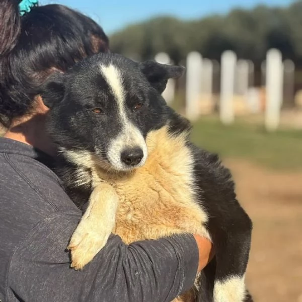 IRMA cane da orso della Carelia cerca casa  in adozione  | Foto 0