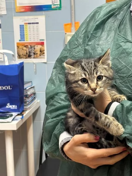 Bennybo dolce gattino cerca casa  in adozione | Foto 3