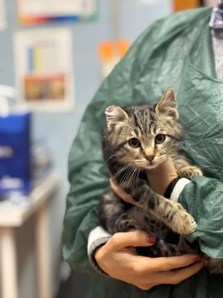 Bennybo dolce gattino cerca casa  in adozione | Foto 2