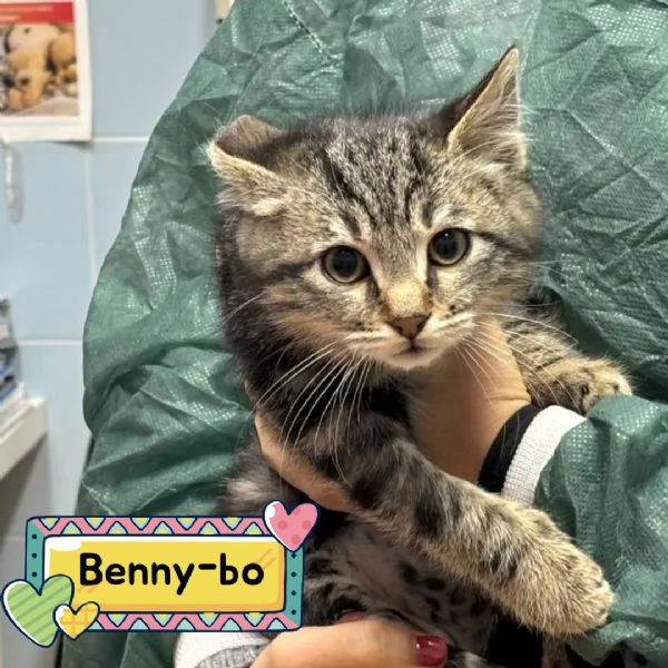 Bennybo dolce gattino cerca casa  in adozione