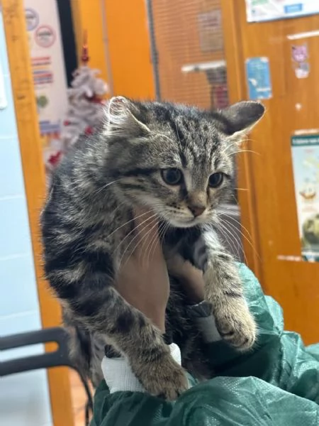Bennybo dolce gattino cerca casa  in adozione | Foto 1