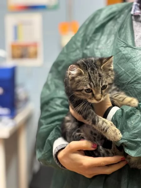 Bennybo dolce gattino cerca casa  in adozione | Foto 0