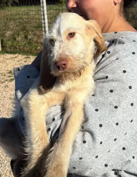 HOPE dolce cucciola spinone italiano cerca casa  in adozione  | Foto 4