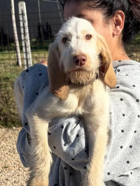 HOPE dolce cucciola spinone italiano cerca casa  in adozione  | Foto 3
