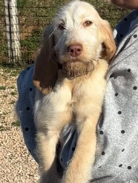 HOPE dolce cucciola spinone italiano cerca casa  in adozione  | Foto 2