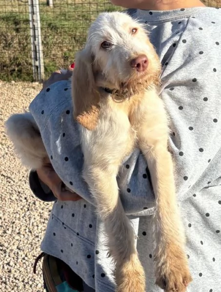 HOPE dolce cucciola spinone italiano cerca casa  in adozione  | Foto 1