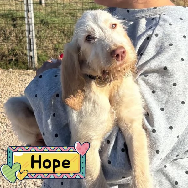 HOPE dolce cucciola spinone italiano cerca casa  in adozione 