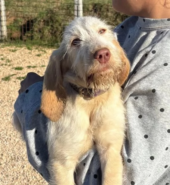 HOPE dolce cucciola spinone italiano cerca casa  in adozione  | Foto 0