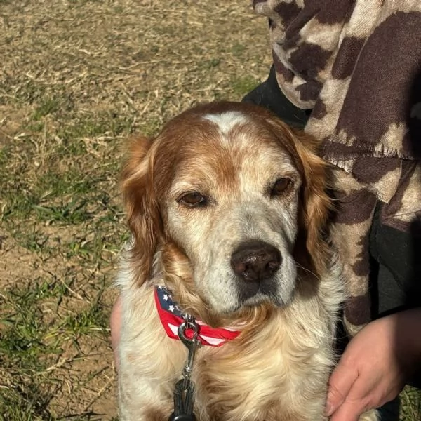 JACK  breton puro cerca adozione | Foto 2