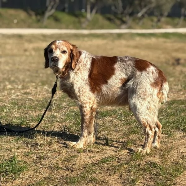 JACK  breton puro cerca adozione | Foto 1