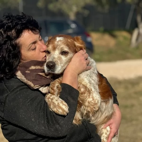 JACK  breton puro cerca adozione | Foto 0