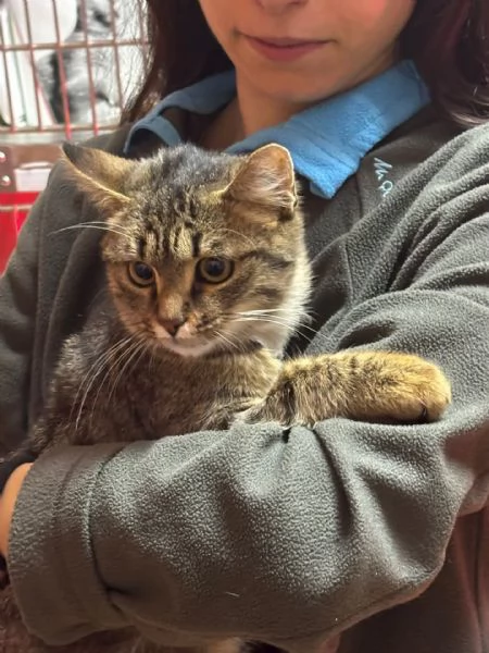 GREY dolce gattino 5 mesi cerca casa   adozione del cuore | Foto 1