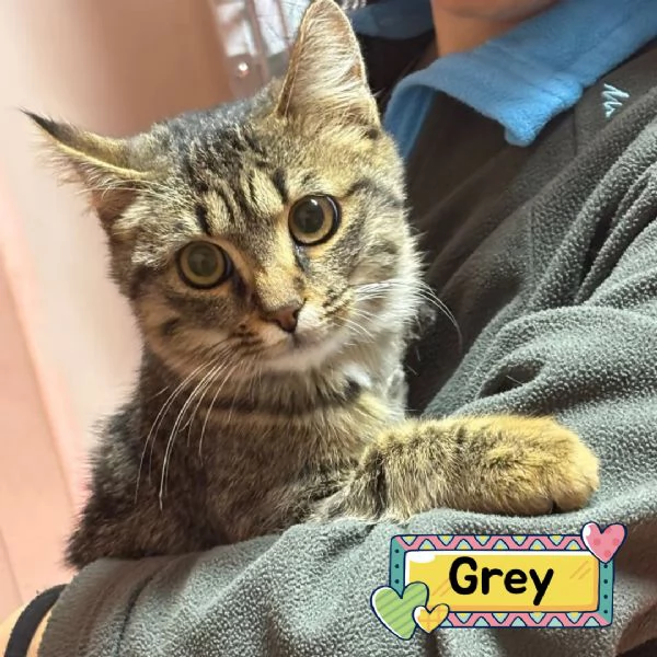 GREY dolce gattino 5 mesi cerca casa   adozione del cuore