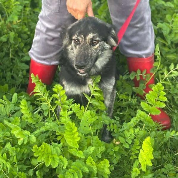 FREYA dolcissima cagnolina mamma border collie cerca casa  | Foto 2